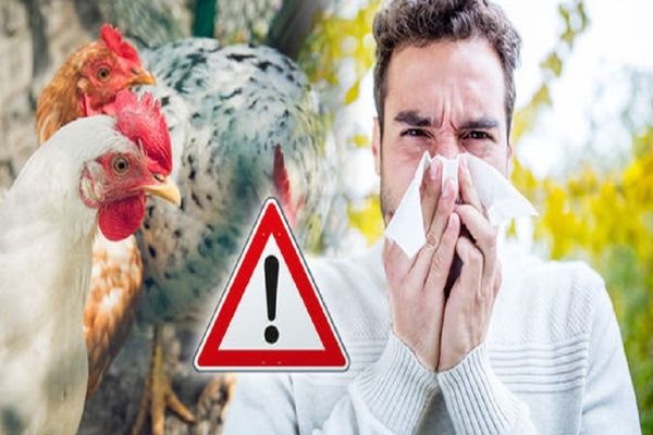 EPIDEMIA DE GRIPĂ AVIARĂ OPREȘTE EXPORTURILE DE CARNE DE PASĂRE DIN BRAZILIA CĂTRE UNIUNEA EUROPEANĂ