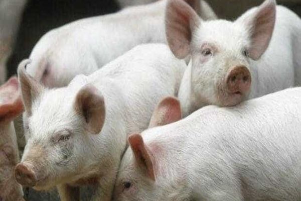 INCENDIU DEVASTATOR ÎN SUCEAVA: UN ADĂPOST DE ANIMALE A FOST MISTUIT DE FLĂCĂRI, 15 PORCI AU MURIT