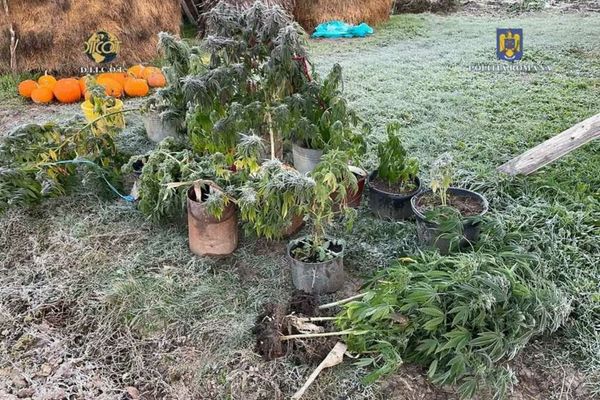 CULTURI DE CANABIS DESCOPERITE ÎN IAȘI: DOI TINERI, ARESTAȚI