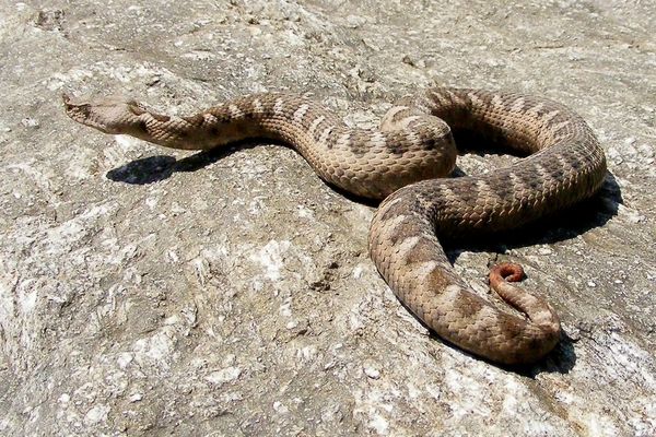 RECOMANDĂRILE SALVAMONT ROMÂNIA ÎN CAZ DE MUȘCĂTURĂ DE VIPERĂ