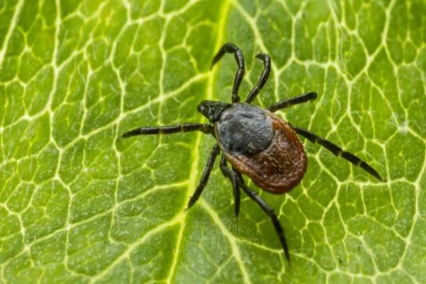 INSECTA MINUSCULĂ CARE A INVADAT EUROPA ȘI FACE RAVAGII