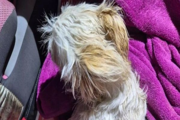 UN BĂRBAT BEAT ȘI-A ARUNCAT CĂȚELUL DE LA ETAJ DUPĂ O CEARTĂ CU SOȚIA. CE S-A ÎNTÂMPLAT CU PATRUPEDUL?