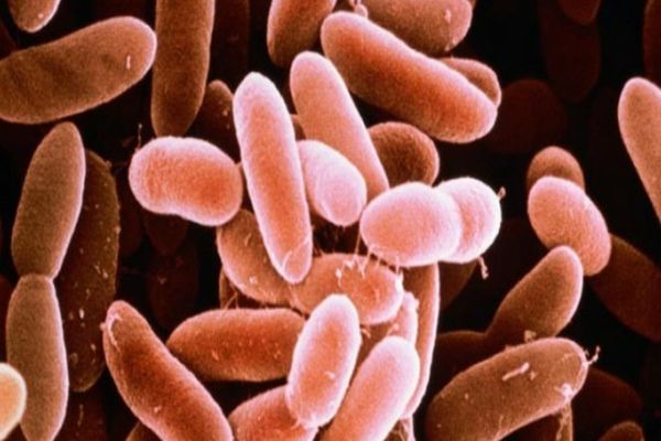 Alertă alimentară în România. Pește contaminat cu bacteria Listeria, retras din magazine