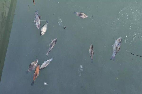 Imagini de coșmar la Curtea de Argeș: zeci de pești morți plutesc pe lacul de lângă Fântâna lui Manole - FOTO