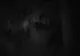 VIDEO Imagini nocturne rare cu doi urși care se hrănesc cu un cerb, suprinse în munții Călimani