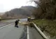 DN 17 blocat pe un sens, pe raza localității Pojorâta, după ce un arbore a căzut pe carosabil