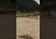VIDEO Un pod peste râul Moldova a fost rupt de o viitură, la Frasin. Momentul a fost filmat de martori