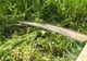 Tragedie la Panaci. Un tânăr a murit după ce a căzut într-o coasă