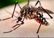 A fost confirmat primul caz de West Nile în Suceava