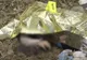 Un bărbat din Sfântul Ilie și-a găsit sfârșitul într-o fosă septică