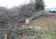 Un bărbat s-a ales cu dosar penal după ce a tăiat ilegal peste 150 de arbori