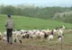 Polițiștii de frontieră au prins un urmărit general. Bărbatul se afla cu oile la păscut