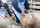 Măsuri suplimentare de prevenire a răspândirii pestei porcine africane şi controale intensificate ale inspectorilor sanitar veterinari în perioada sărbătorilor
