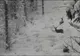 Imagini spectaculoase cu trei cerbi care își fac drum prin stratul gros de zăpadă, surprinse în Parcul Național Călimani VIDEO