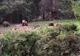 Imagini spectaculoase cu patru urși ieșiți din pădure să mănânce VIDEO