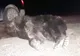 Ursul împușcat după ce a atacat un jandarm, de negăsit pentru autorități VIDEO