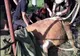 Vacă de 350 de kilograme salvată de pompieri dintr-un canal VIDEO