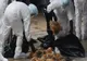 Vânzarea păsărilor, interzisă în târgurile de animale din județul Suceava