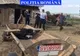 Doi suceveni s-au ales cu dosare penale după ce și-au bătut cu sălbăticie caii FOTO