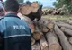 Material lemnos în valoare de 104.000 lei confiscat de polițiști