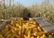 Seceta pârjolește culturile de porumb și floarea-soarelui. Fermierii se tem de un nou an dezastruos