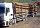 12 metri cubi de material lemnos confiscați și amenzi în valoare de 17.000 lei 