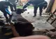 Pățania unei văcuțe din Vicovu de Jos- FOTO