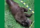 Ursul bănuit că a omorât un cioban, găsit mort în pădure