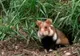 Un sucevean riscă ÎNCHISOAREA după ce a omorât 2 hârciogi. Animalele fac parte dintr-o specie protejată