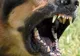 Un câine a sărit gardul curții și a mușcat un băiat în vârstă de 6 ani!