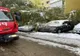 Copac căzut peste mașini în Suceava