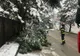 Zăpada a rupt arbori în Suceava. Pompierii militari solicitați să intervină