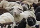 ANSVSA: Transporturile neautorizate de ovine reprezintă cel mai mare pericol biologic