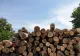 2 persoane reținute pentru infracțiuni silvice, în județul Suceava