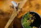 INSP: 2 cazuri de infecție cu virusul West Nile, confirmate în Suceava în 2026