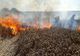 Ratoș. Cinci hectare de grâu au fost distruse de un incendiu FOTO