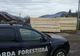 Aproape de 2.000 de metri cubi de lemn tăiat ilegal, descoperiți anul trecut de Garda Forestieră Suceava