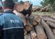 Noua METODĂ de furat lemne din pădurile României: Ce au descoperit inspectorii Gărzii Forestiere