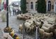 GRECIA: EPIDEMIE DE PESTĂ LA OVINE